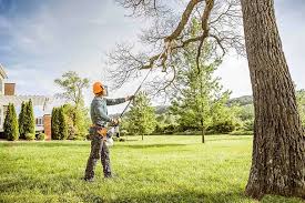 How Our Tree Care Process Works  in  Paterson, NJ